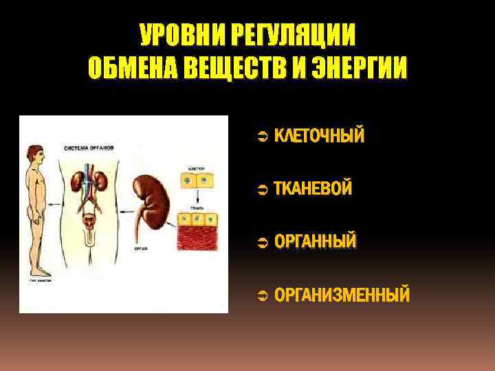 УРОВНИ РЕГУЛЯЦИИ ОБМЕНА ВЕЩЕСТВ И ЭНЕРГИИ Ü КЛЕТОЧНЫЙ Ü ТКАНЕВОЙ Ü ОРГАННЫЙ Ü ОРГАНИЗМЕННЫЙ