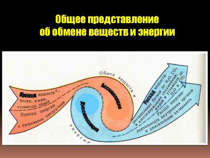 Ра сх о д Общее представление об обмене веществ и энергии 