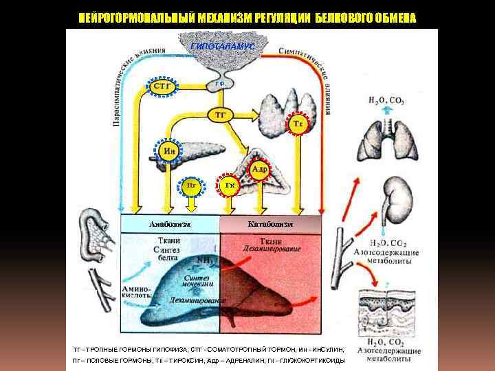 НЕЙРОГОРМОНАЛЬНЫЙ МЕХАНИЗМ РЕГУЛЯЦИИ БЕЛКОВОГО ОБМЕНА ГИПОТАЛАМУС ГФ Пг Анаболизм Гк Катаболизм ТГ - ТРОПНЫЕ