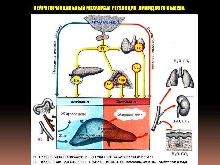 НЕЙРОГОРМОНАЛЬНЫЙ МЕХАНИЗМ РЕГУЛЯЦИИ ЛИПИДНОГО ОБМЕНА ГИПОТАЛАМУС ГФ стг Гк Анаболизм Катаболизм Лс Кс ТГ