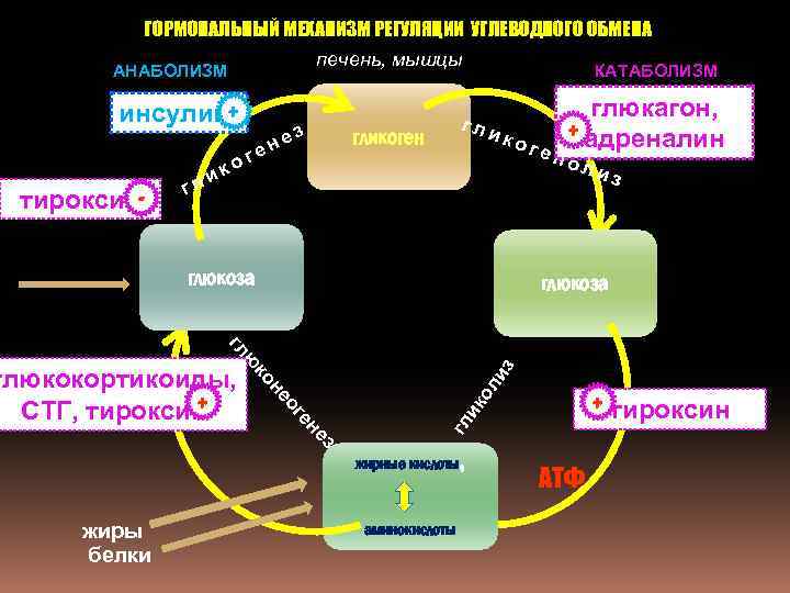 ГОРМОНАЛЬНЫЙ МЕХАНИЗМ РЕГУЛЯЦИИ УГЛЕВОДНОГО ОБМЕНА печень, мышцы АНАБОЛИЗМ КАТАБОЛИЗМ инсулин+ тироксин- г ли г