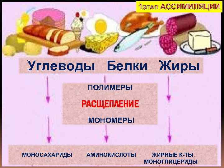 1 ЭТАП АССИМИЛЯЦИИ Углеводы Белки Жиры ПОЛИМЕРЫ РАСЩЕПЛЕНИЕ МОНОМЕРЫ МОНОСАХАРИДЫ АМИНОКИСЛОТЫ ЖИРНЫЕ К-ТЫ, МОНОГЛИЦЕРИДЫ