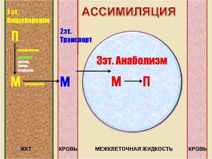 АССИМИЛЯЦИЯ 1 эт. Пищеварение 2 эт. Транспорт П РАСЩЕПЛЕНИЕ: 3 эт. Анаболизм ГИДРОЛИЗ БЕЛКОВ,