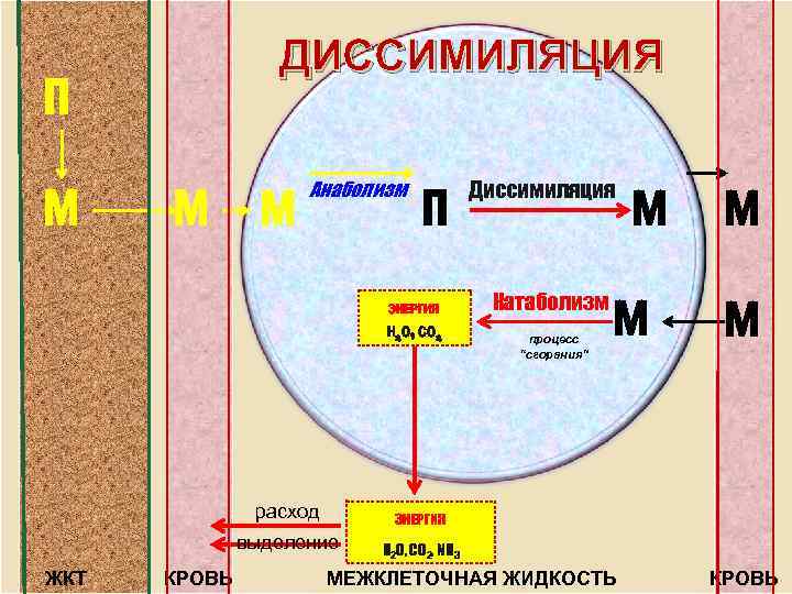 ДИССИМИЛЯЦИЯ П М М М Анаболизм П ЭНЕРГИЯ Н 2 О, СО 2 расход