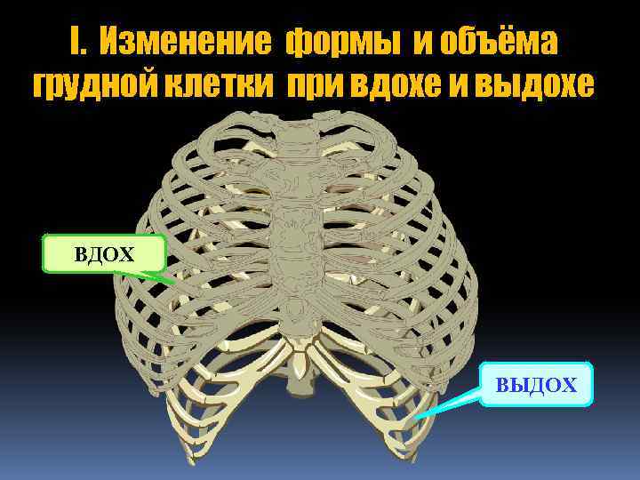 I. Изменение формы и объёма грудной клетки при вдохе и выдохе ВДОХ ВЫДОХ 