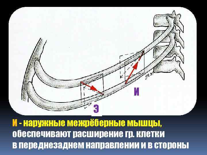 И Э И - наружные межрёберные мышцы, обеспечивают расширение гр. клетки в переднезаднем направлении