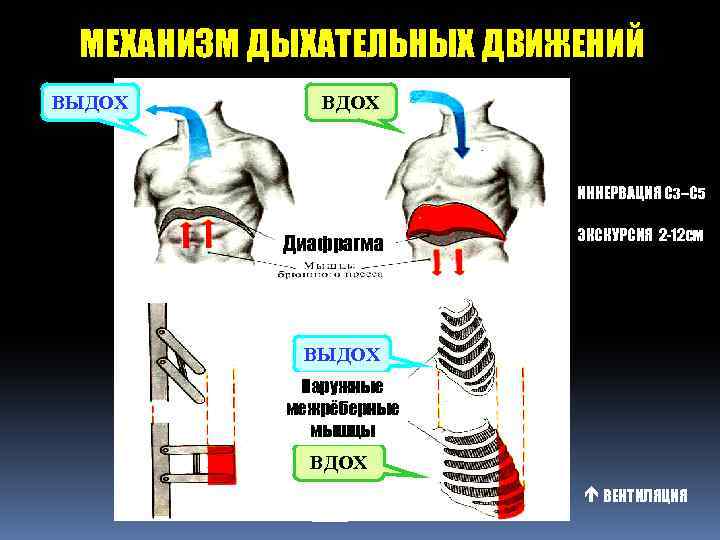 МЕХАНИЗМ ДЫХАТЕЛЬНЫХ ДВИЖЕНИЙ ВЫДОХ ВДОХ ИННЕРВАЦИЯ С 3–С 5 Диафрагма ЭКСКУРСИЯ 2 -12 СМ