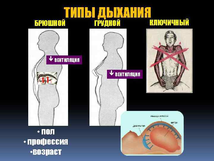 Типы дыхания картинка