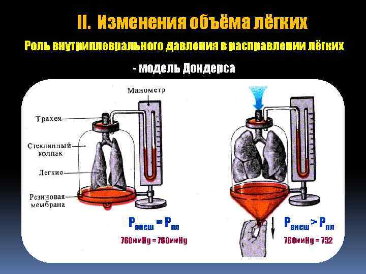 II. Изменения объёма лёгких Роль внутриплеврального давления в расправлении лёгких - модель Дондерса Рвнеш