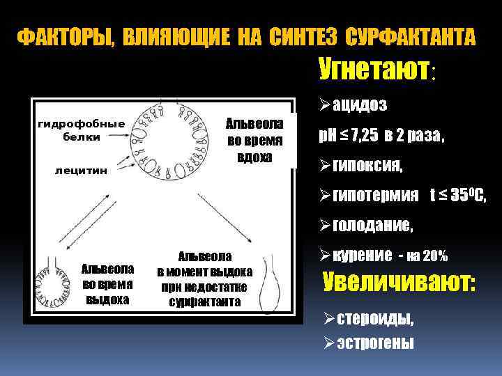 ФАКТОРЫ, ВЛИЯЮЩИЕ НА СИНТЕЗ СУРФАКТАНТА Угнетают: Øацидоз гидрофобные белки лецитин Альвеола во время вдоха