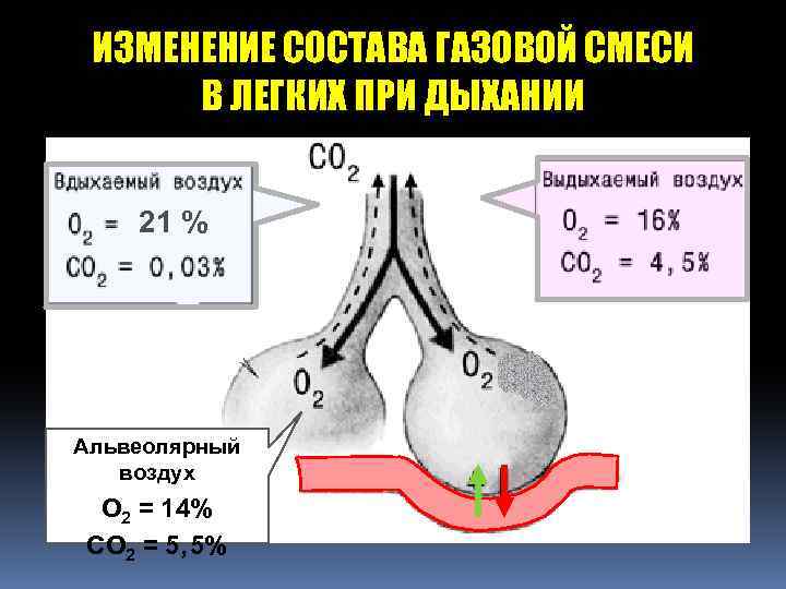 ИЗМЕНЕНИЕ СОСТАВА ГАЗОВОЙ СМЕСИ В ЛЕГКИХ ПРИ ДЫХАНИИ 21 % Альвеолярный воздух О 2