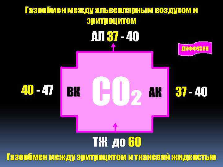 Газообмен между альвеолярным воздухом и эритроцитом АЛ 37 - 40 ДИФФУЗИЯ 40 - 47