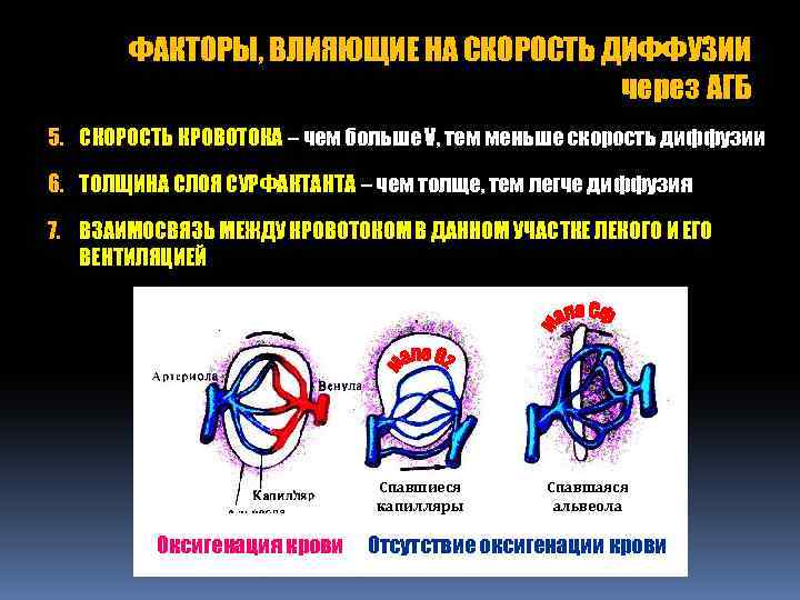 ФАКТОРЫ, ВЛИЯЮЩИЕ НА СКОРОСТЬ ДИФФУЗИИ через АГБ 5. СКОРОСТЬ КРОВОТОКА – чем больше V,