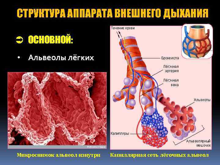 Стенки легочных пузырьков образованы