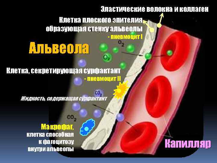 Эластические волокна и коллаген Клетка плоского эпителия, образующая стенку альвеолы Альвеола - пневмоцит I