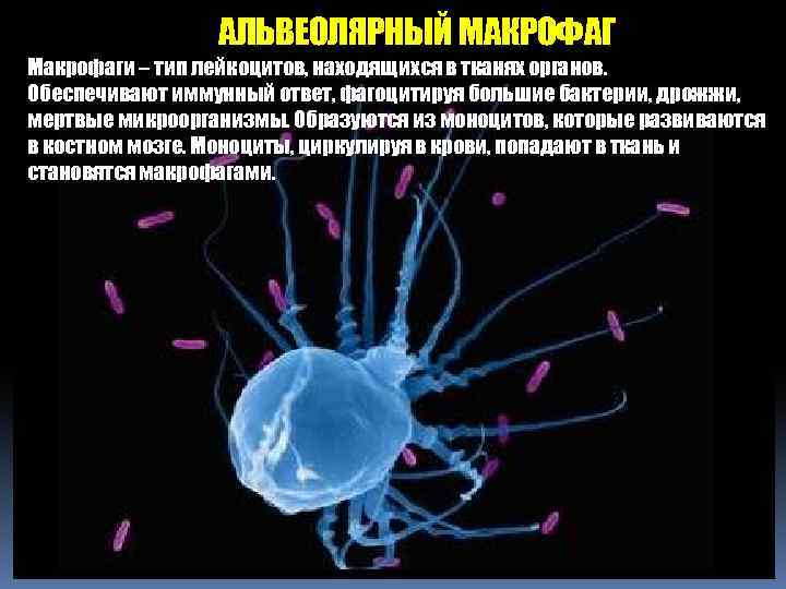 АЛЬВЕОЛЯРНЫЙ МАКРОФАГ Макрофаги – тип лейкоцитов, находящихся в тканях органов. Обеспечивают иммунный ответ, фагоцитируя