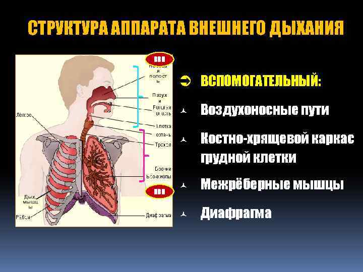 Орган внешнего дыхания. Структура и функция аппарата внешнего дыхания.