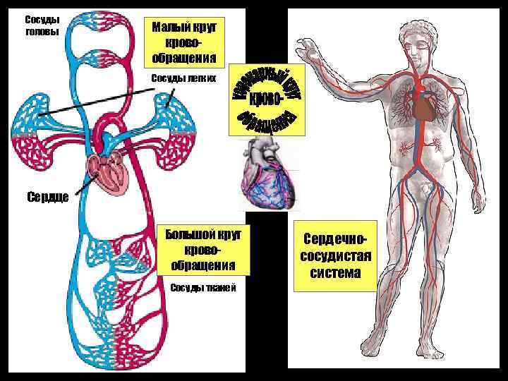 Круги кровообращения физиология. Физиология кровообращения.