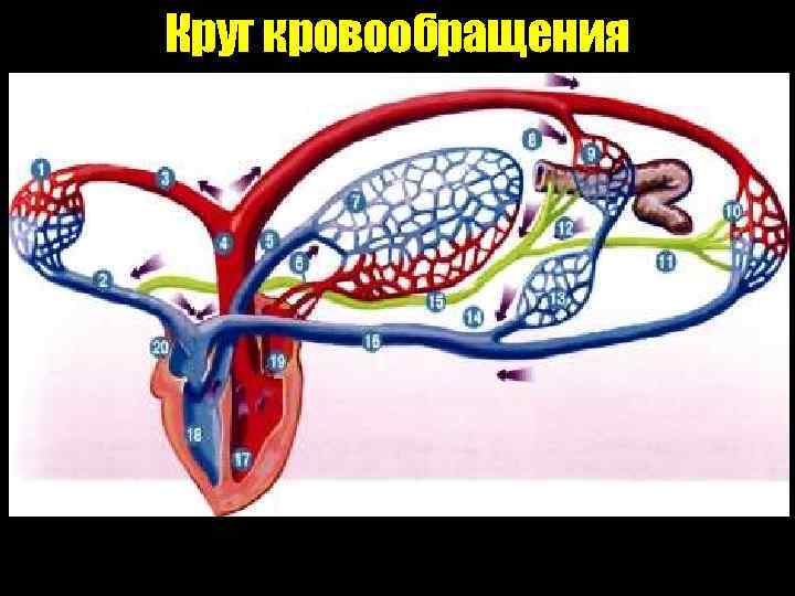 Круг кровообращения 