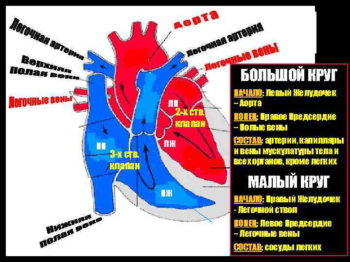 БОЛЬШОЙ КРУГ ЛП 2 -х ств. клапан ПП 3 -х ств. клапан ЛЖ ПЖ
