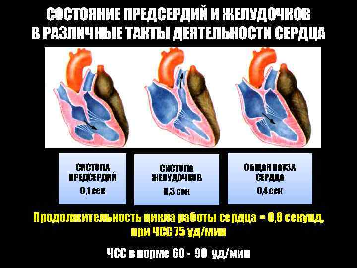 СОСТОЯНИЕ ПРЕДСЕРДИЙ И ЖЕЛУДОЧКОВ В РАЗЛИЧНЫЕ ТАКТЫ ДЕЯТЕЛЬНОСТИ СЕРДЦА СИСТОЛА ПРЕДСЕРДИЙ СИСТОЛА ЖЕЛУДОЧКОВ ОБЩАЯ