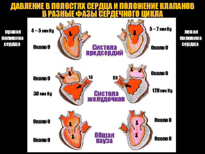 ДАВЛЕНИЕ В ПОЛОСТЯХ СЕРДЦА И ПОЛОЖЕНИЕ КЛАПАНОВ В РАЗНЫЕ ФАЗЫ СЕРДЕЧНОГО ЦИКЛА правая половина