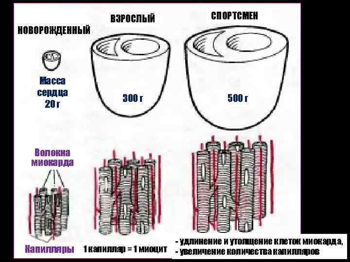 НОВОРОЖДЕННЫЙ Масса сердца 20 г ВЗРОСЛЫЙ 300 г СПОРТСМЕН 500 г Волокна миокарда Капилляры