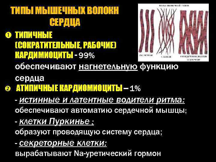 ТИПЫ МЫШЕЧНЫХ ВОЛОКН СЕРДЦА ТИПИЧНЫЕ (СОКРАТИТЕЛЬНЫЕ, РАБОЧИЕ) КАРДИМИОЦИТЫ - 99% обеспечивают нагнетельную функцию сердца