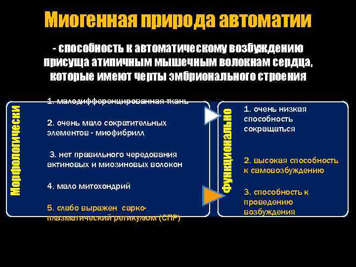 Миогенная природа автоматии - способность к автоматическому возбуждению присуща атипичным мышечным волокнам сердца, которые