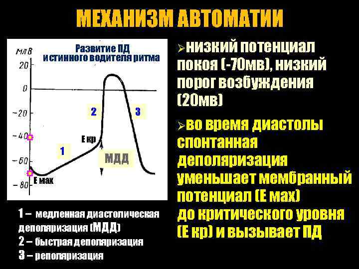 Механизм автоматии сердца презентация