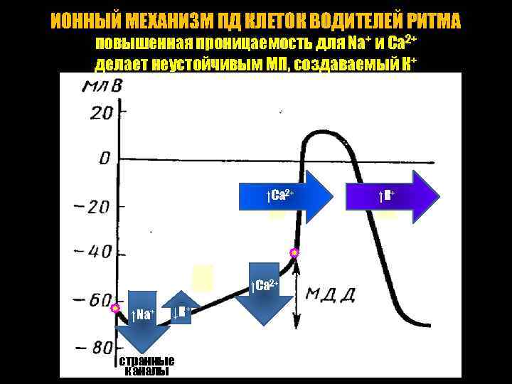 График изменения мембранного потенциала клеток водителя ритма сердца