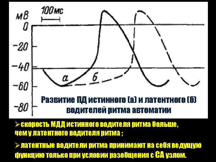 Развитие ПД истинного (а) и латентного (б) водителей ритма автоматии Øcкорость МДД истинного водителя