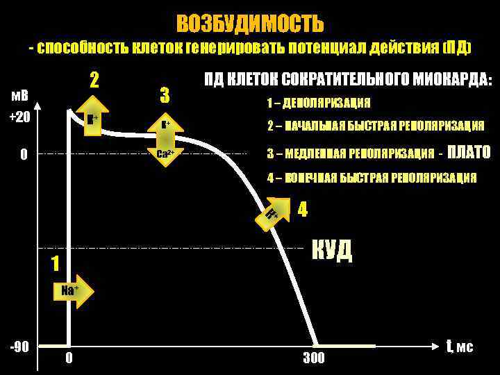 ВОЗБУДИМОСТЬ - способность клеток генерировать потенциал действия (ПД) 2 м. В +20 К+ 0