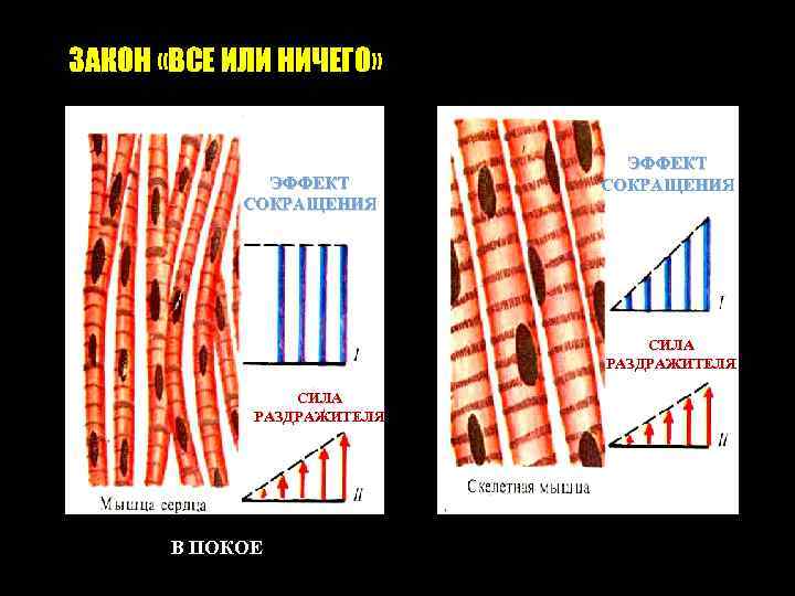 ЗАКОН «ВСЕ ИЛИ НИЧЕГО» ЭФФЕКТ СОКРАЩЕНИЯ СИЛА РАЗДРАЖИТЕЛЯ В ПОКОЕ 