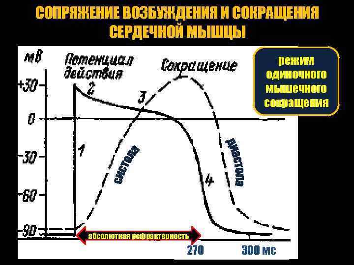 Энергетическое обеспечение мышечного сокращения схема