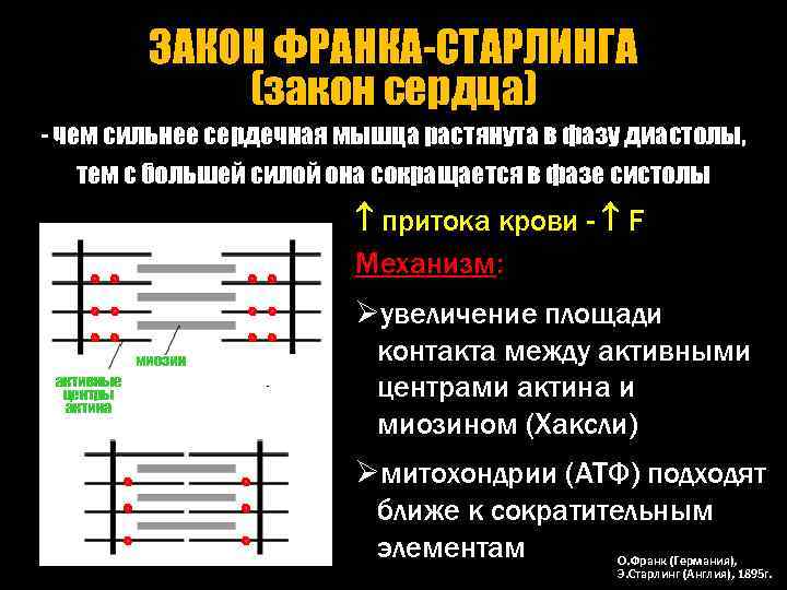 ЗАКОН ФРАНКА-СТАРЛИНГА (закон сердца) - чем сильнее сердечная мышца растянута в фазу диастолы, тем