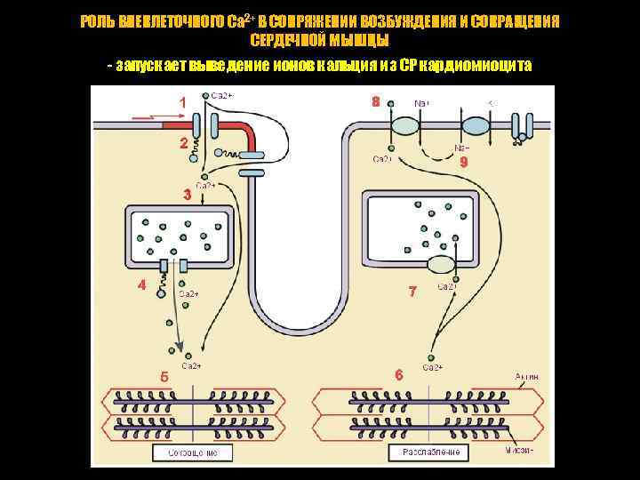 РОЛЬ ВНЕКЛЕТОЧНОГО Са 2+ В СОПРЯЖЕНИИ ВОЗБУЖДЕНИЯ И СОКРАЩЕНИЯ СЕРДЕЧНОЙ МЫШЦЫ - запускает выведение