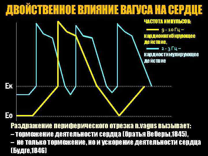 ДВОЙСТВЕННОЕ ВЛИЯНИЕ ВАГУСА НА СЕРДЦЕ ЧАСТОТА ИМПУЛЬСОВ: 9 - 10 Гц – кардиоингибирующее действие,