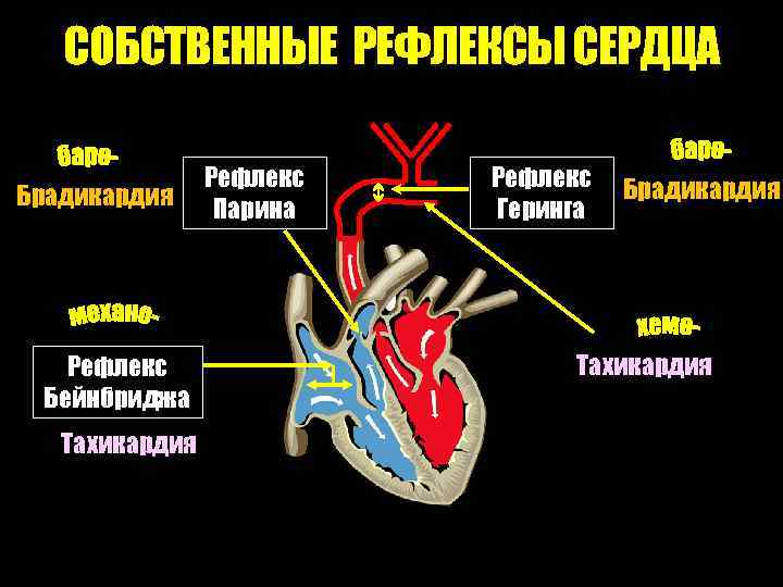Собственные рефлексы. Собственные рефлексы сердечно-сосудистой системы. Собственные и сопряженные рефлексы сердца схема. Рефлексы сердца физиология. Собственные рефлексы регуляции сердца.