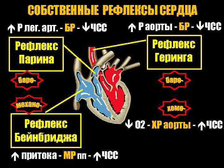 СОБСТВЕННЫЕ РЕФЛЕКСЫ СЕРДЦА Р лег. арт. - БР - ЧСС Рефлекс Парина Рефлекс Бейнбриджа