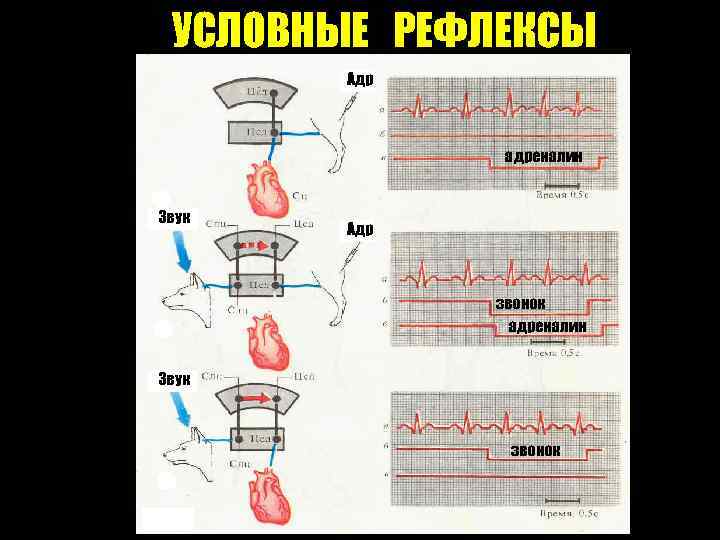 УСЛОВНЫЕ РЕФЛЕКСЫ Адр адреналин Звук Адр звонок адреналин Звук звонок 