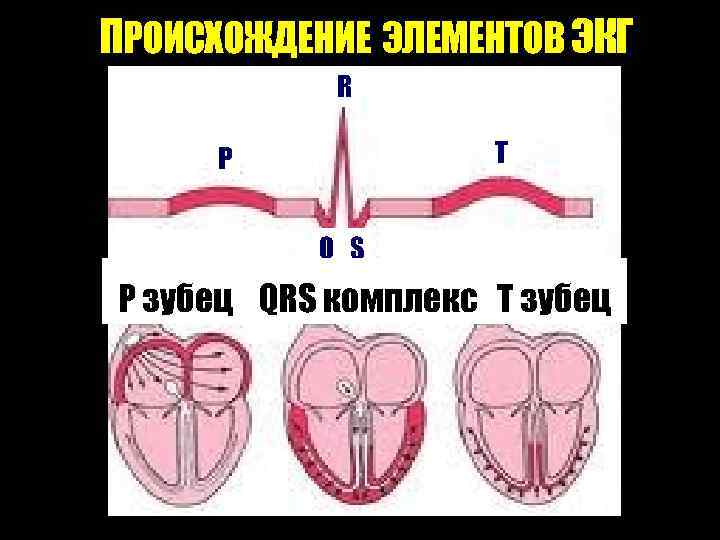 ПРОИСХОЖДЕНИЕ ЭЛЕМЕНТОВ ЭКГ R T Р Q S Р зубец QRS комплекс Т зубец