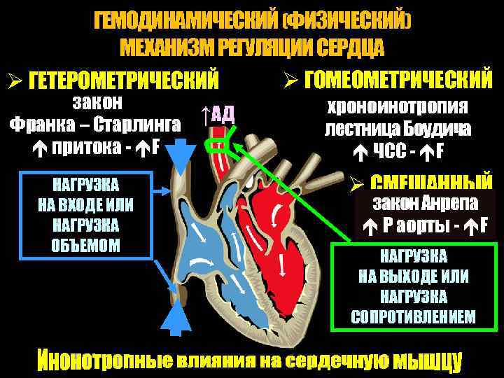 ГЕМОДИНАМИЧЕСКИЙ (ФИЗИЧЕСКИЙ) МЕХАНИЗМ РЕГУЛЯЦИИ СЕРДЦА Ø ГОМЕОМЕТРИЧЕСКИЙ Ø ГЕТЕРОМЕТРИЧЕСКИЙ закон хроноинотропия ↑АД Франка –