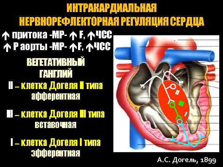 ИНТРАКАРДИАЛЬНАЯ НЕРВНОРЕФЛЕКТОРНАЯ РЕГУЛЯЦИЯ СЕРДЦА притока -МР- F, ЧСС Р аорты -МР- F, ЧСС ВЕГЕТАТИВНЫЙ