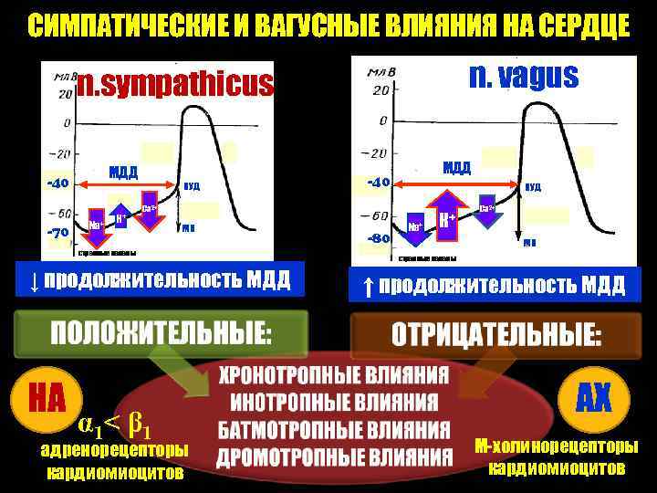 СИМПАТИЧЕСКИЕ И ВАГУСНЫЕ ВЛИЯНИЯ НА СЕРДЦЕ n. vagus n. sympathicus МДД -40 -70 Nа+