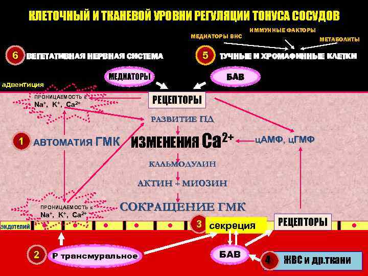КЛЕТОЧНЫЙ И ТКАНЕВОЙ УРОВНИ РЕГУЛЯЦИИ ТОНУСА СОСУДОВ МЕДИАТОРЫ ВНС 6 5 ВЕГЕТАТИВНАЯ НЕРВНАЯ СИСТЕМА