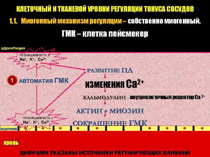 КЛЕТОЧНЫЙ И ТКАНЕВОЙ УРОВНИ РЕГУЛЯЦИИ ТОНУСА СОСУДОВ 1. 1. Миогенный механизм регуляции – собственно