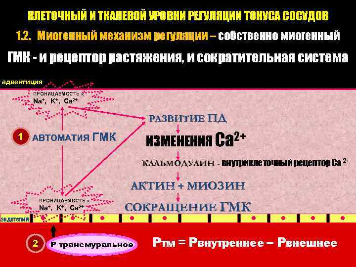 КЛЕТОЧНЫЙ И ТКАНЕВОЙ УРОВНИ РЕГУЛЯЦИИ ТОНУСА СОСУДОВ 1. 2. Миогенный механизм регуляции – собственно