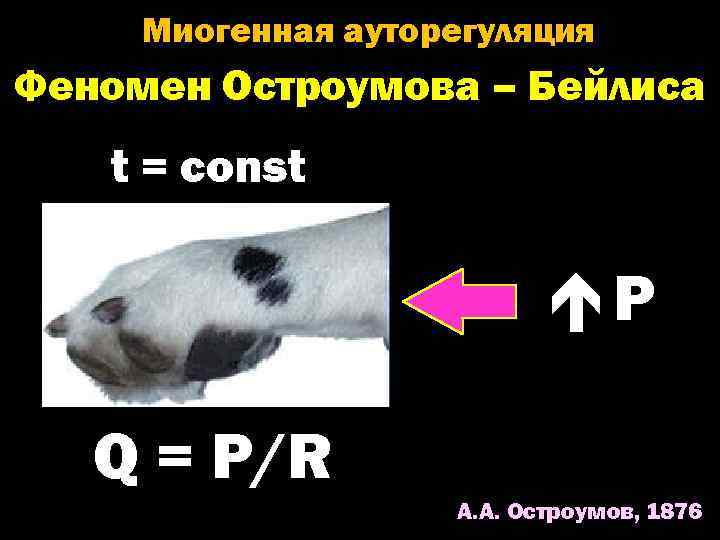 Миогенная ауторегуляция Феномен Остроумова – Бейлиса t = const Р Q = Р/R А.