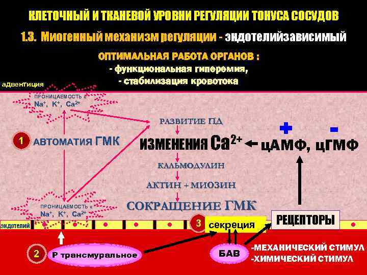 КЛЕТОЧНЫЙ И ТКАНЕВОЙ УРОВНИ РЕГУЛЯЦИИ ТОНУСА СОСУДОВ 1. 3. Миогенный механизм регуляции - эндотелийзависимый